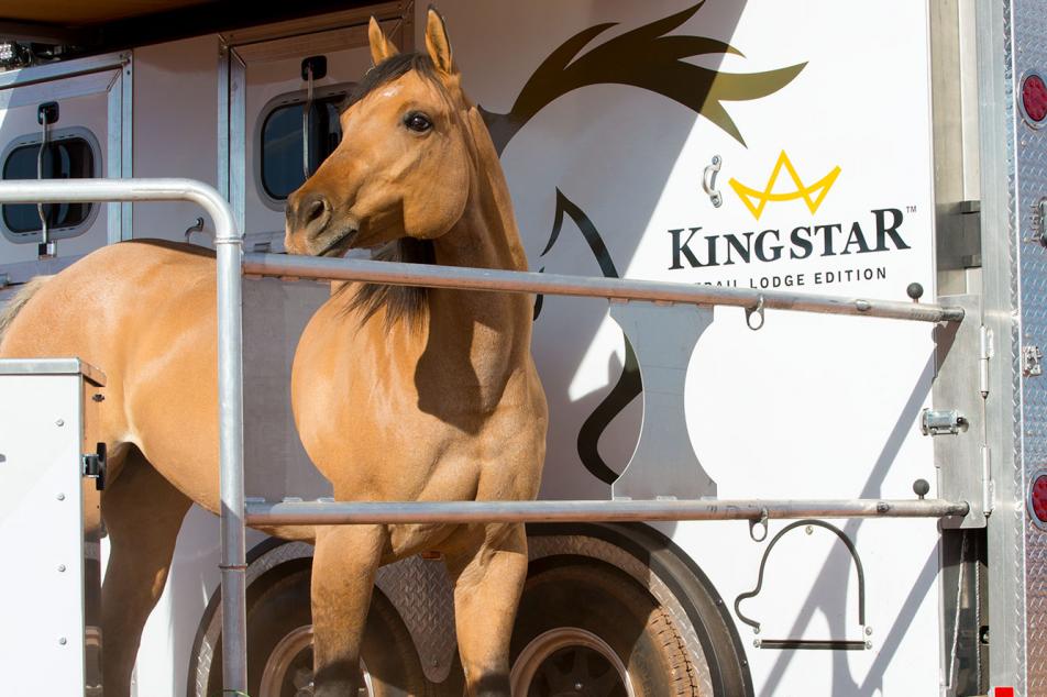 kingstar horse trailer 